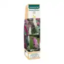 Bild 4 von GARDENLINE Zierstrauch