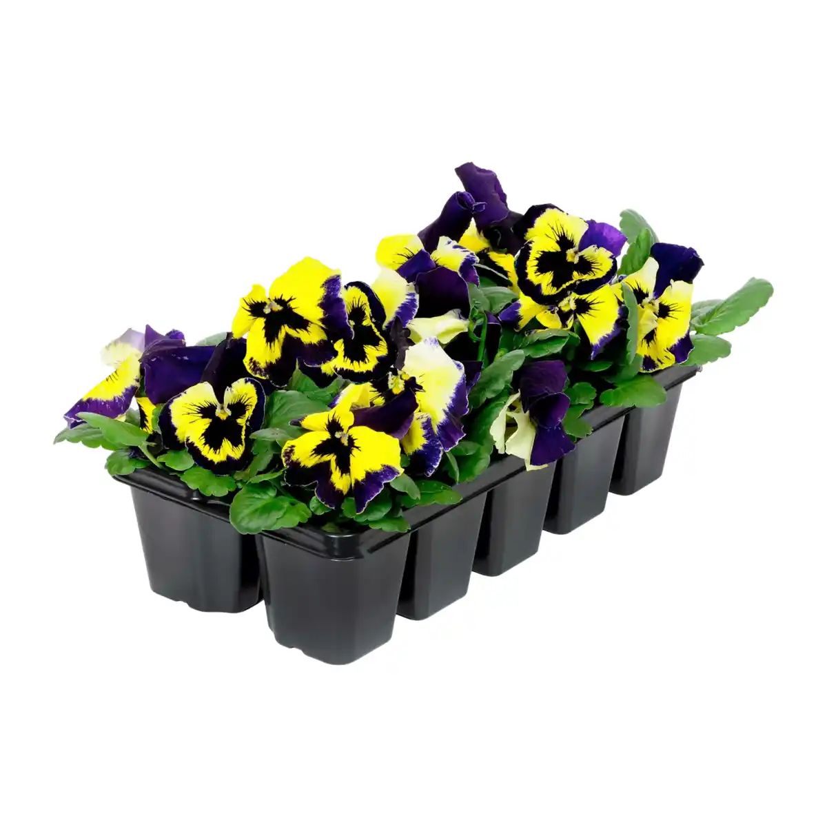 Bild 4 von GARDENLINE Frühlingsmix