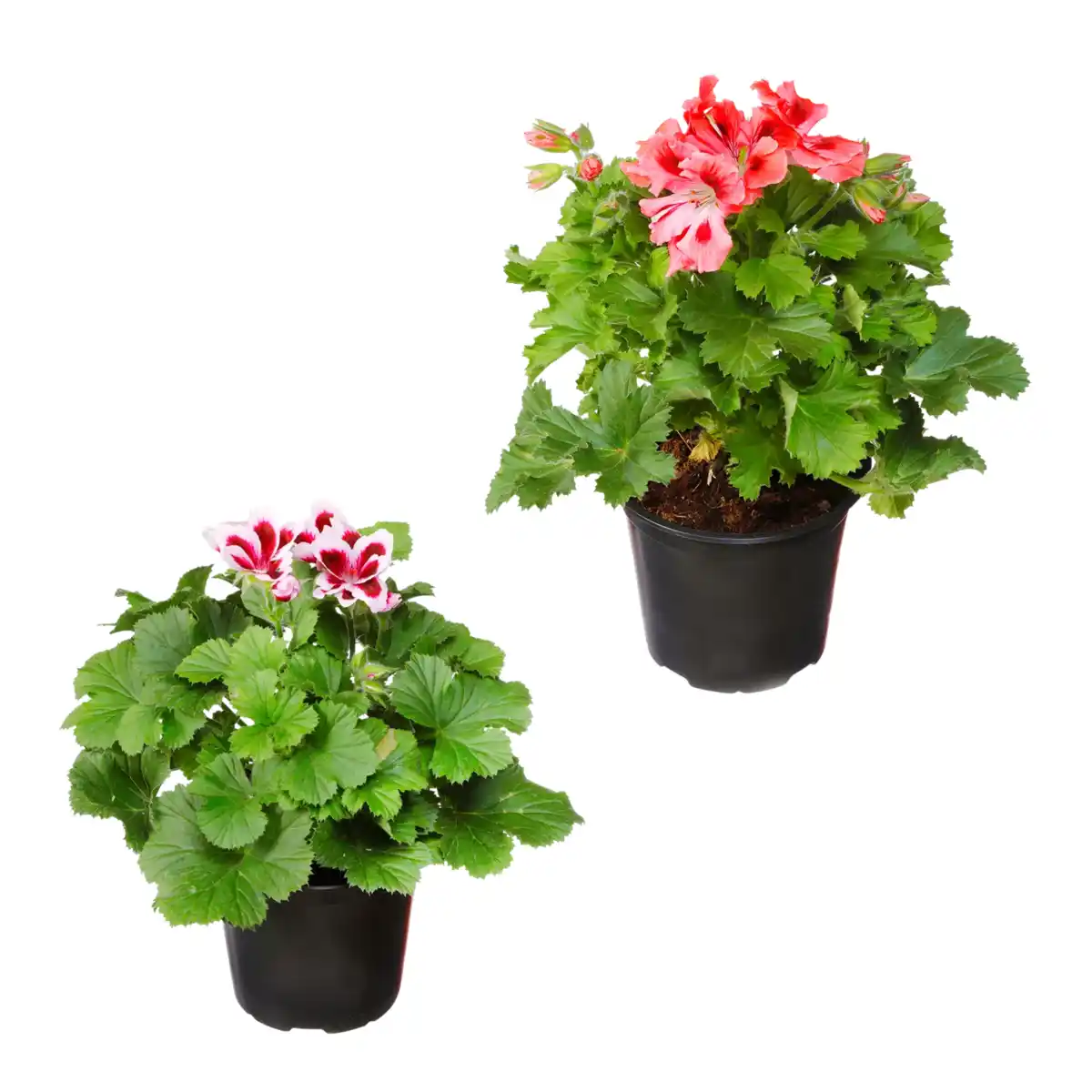 Bild 1 von GARDENLINE Edelgeranie