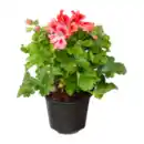 Bild 4 von GARDENLINE Edelgeranie