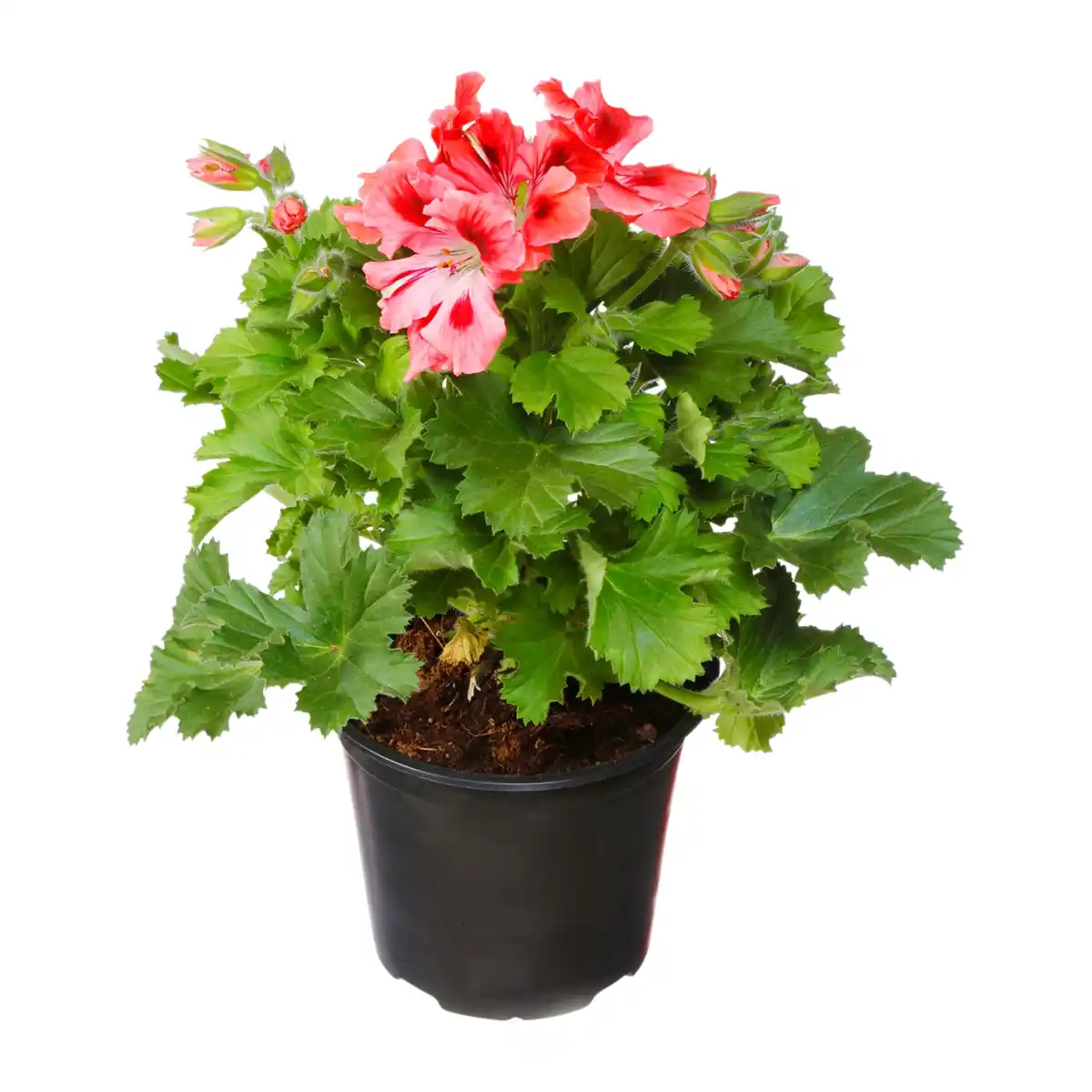 Bild 4 von GARDENLINE Edelgeranie