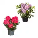 Bild 1 von GARDENLINE Rhododendron-Busch