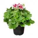 Bild 3 von GARDENLINE Edelgeranie