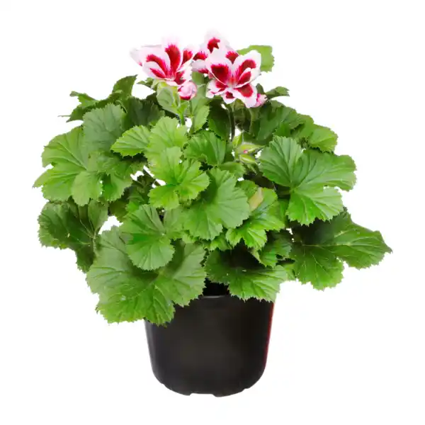 Bild 3 von GARDENLINE Edelgeranie