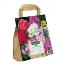 Bild 3 von GARDENLINE Blumenzwiebeln