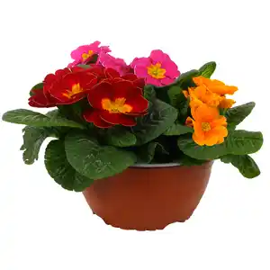 Primel Trio 19 cm Schale