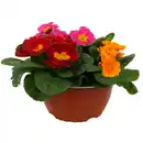 Bild 1 von Primel Trio 19 cm Schale