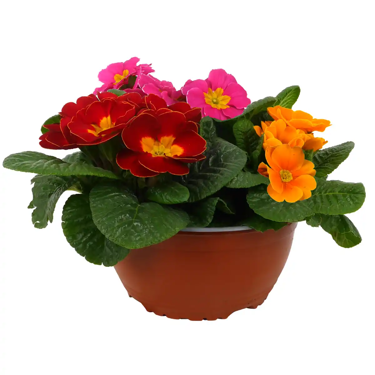 Bild 1 von Primel Trio 19 cm Schale