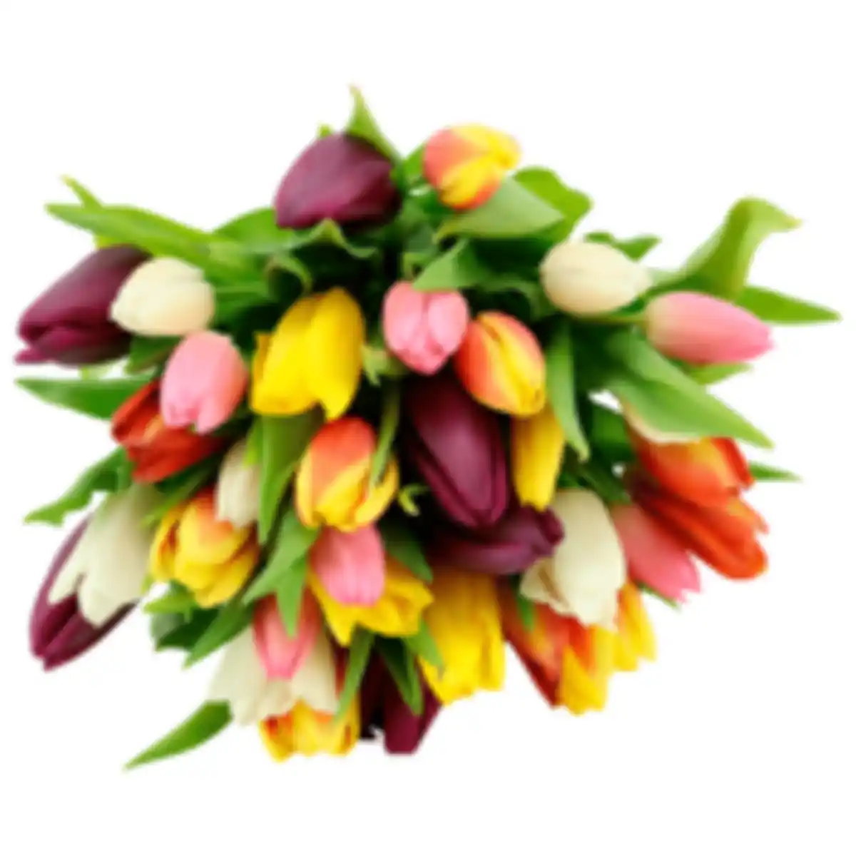 Bild 1 von Tulpenbund »Kunterbunt«