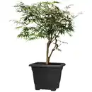 Bild 2 von SCHEURICH Pflanzgefäß »Nora«, Kunststoff, grau, eckig