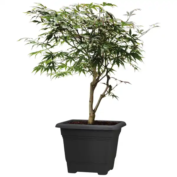 Bild 2 von SCHEURICH Pflanzgefäß »Nora«, Kunststoff, grau, eckig