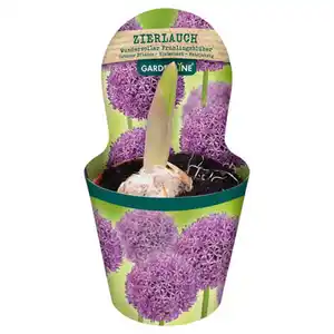 GARDENLINE Frühlingspflanzen, Zierlauch