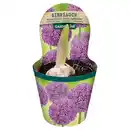 Bild 1 von GARDENLINE Frühlingspflanzen, Zierlauch