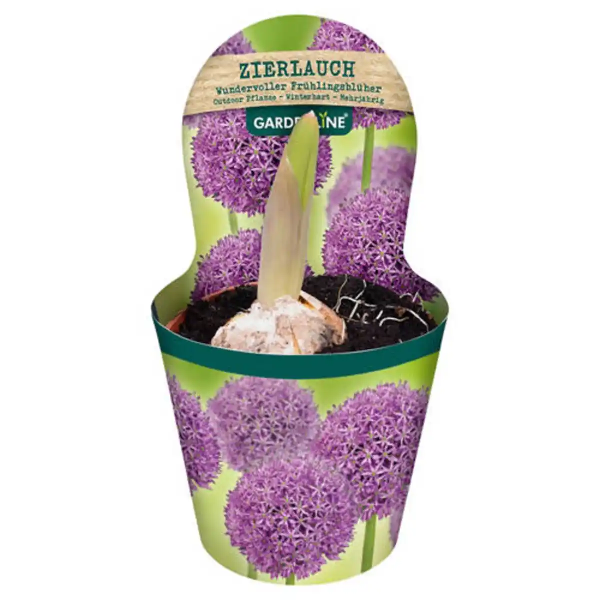Bild 1 von GARDENLINE Frühlingspflanzen, Zierlauch