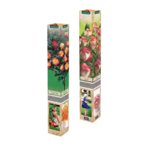 GARDENLINE Mini-Stammrose / Duftrose