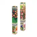 Bild 1 von GARDENLINE Mini-Stammrose / Duftrose