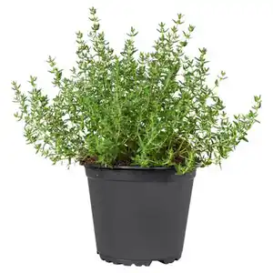 GARDENLINE Kräuter, Thymian