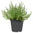 Bild 1 von GARDENLINE Kräuter, Thymian