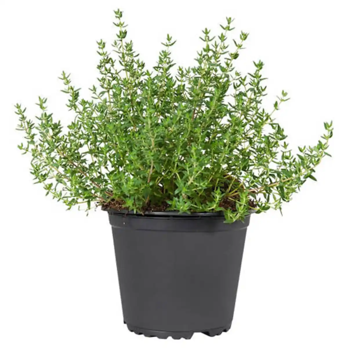 Bild 1 von GARDENLINE Kräuter, Thymian