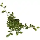 Bild 4 von Gartenkrone Zwergmispel, Cotoneaster dammeri »Radicans«, weiß, winterhart