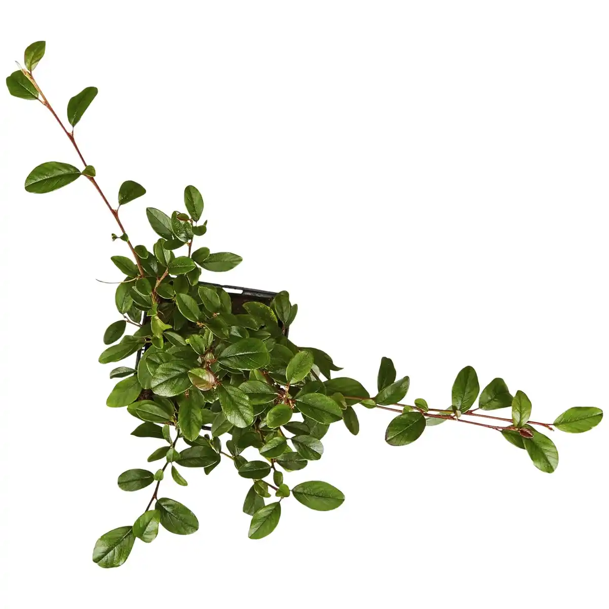 Bild 4 von Gartenkrone Zwergmispel, Cotoneaster dammeri »Radicans«, weiß, winterhart