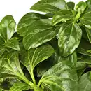 Bild 4 von Gartenkrone Schattengrün, Pachysandra terminalis »Compacta«, weiß, winterhart