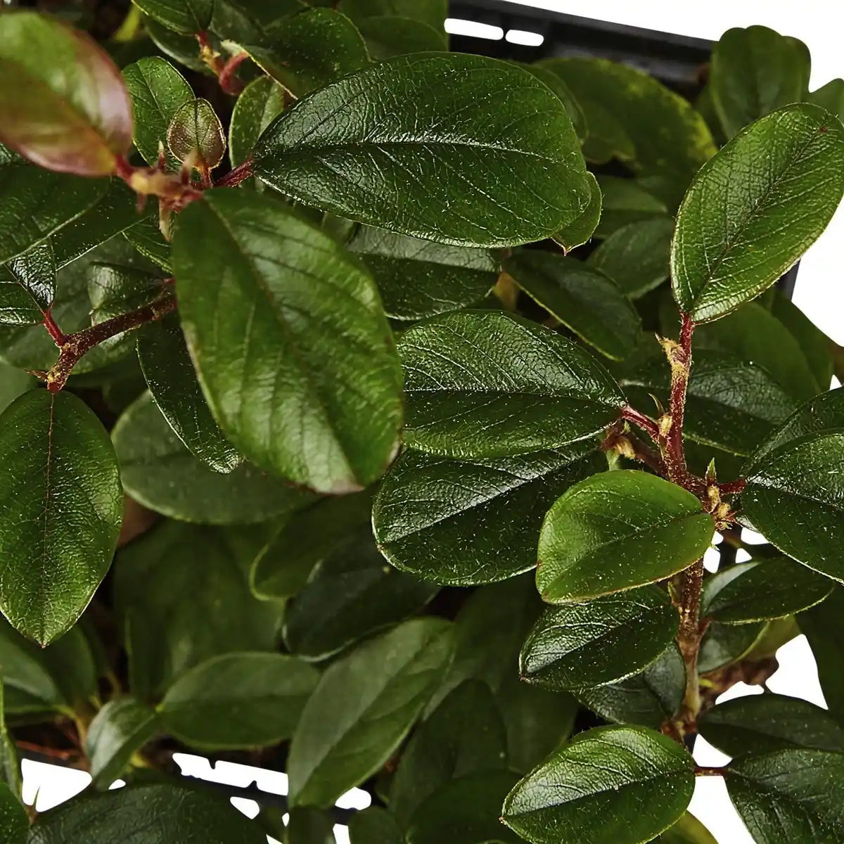 Bild 3 von Gartenkrone Zwergmispel, Cotoneaster dammeri »Radicans«, weiß, winterhart