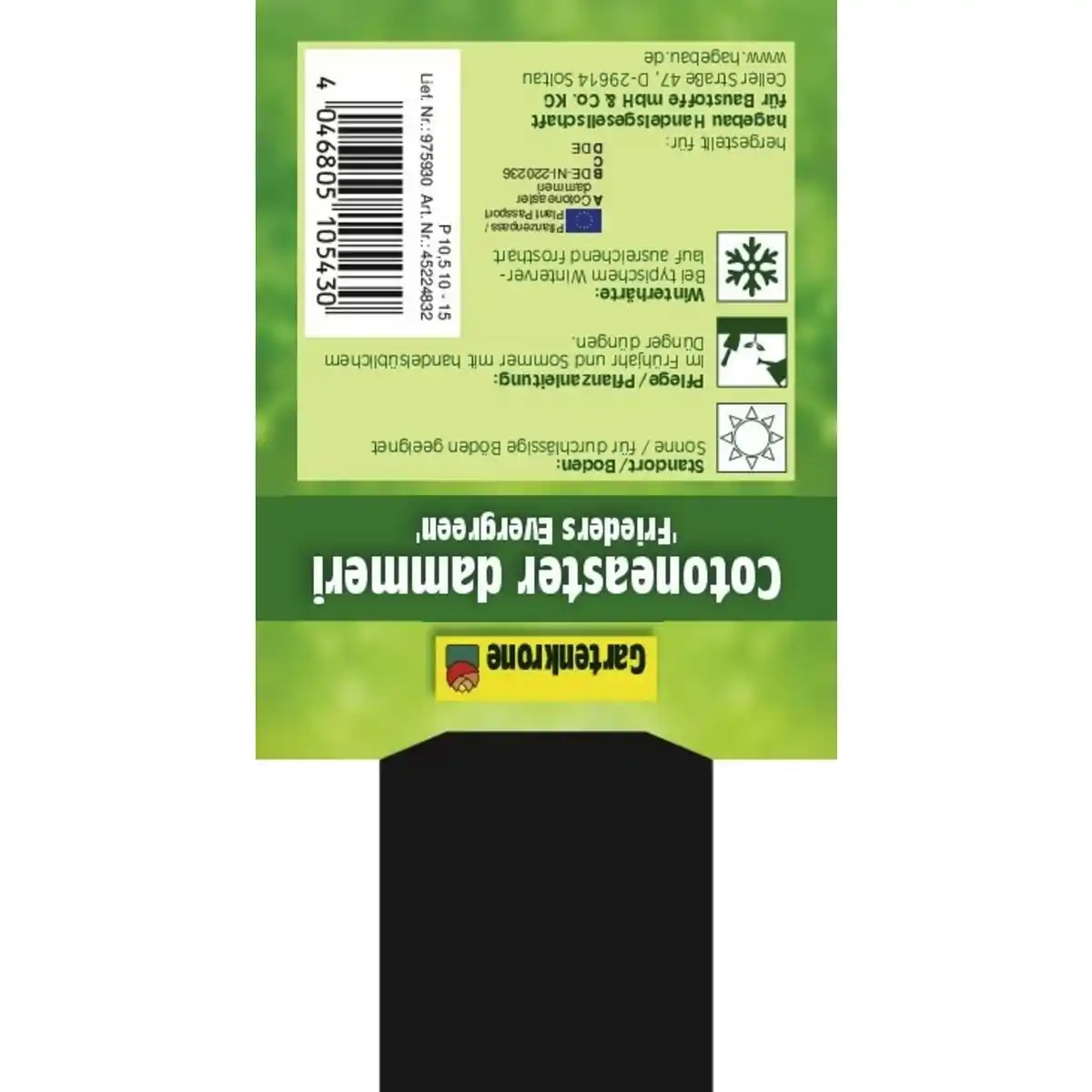 Bild 3 von Gartenkrone Zwergmispel, Cotoneaster Dammeri »Frieders Evergreen«, weiß, winterhart