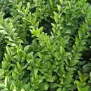 Bild 4 von Gartenkrone Geißblatt, Lonicera nitida »Maigrün«, Blätter: grün, Blüten: creme