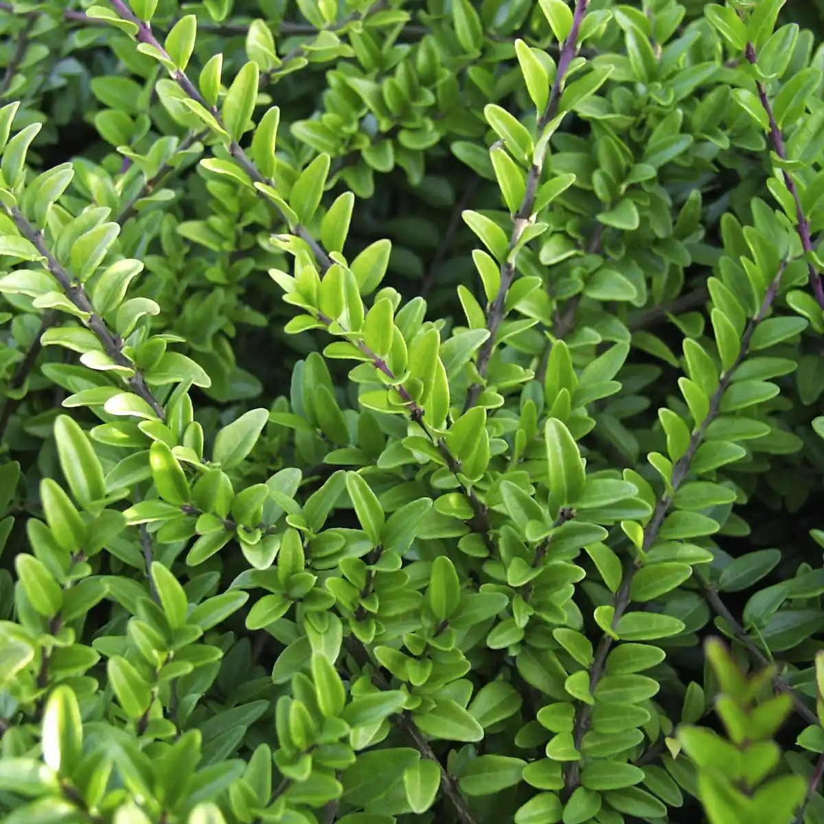 Bild 4 von Gartenkrone Geißblatt, Lonicera nitida »Maigrün«, Blätter: grün, Blüten: creme