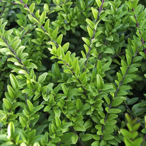 Bild 4 von Gartenkrone Geißblatt, Lonicera nitida »Maigrün«, Blätter: grün, Blüten: creme