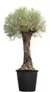 Bild 1 von Alter Olivenbaum „Oldi“ ca. 3 m hoch