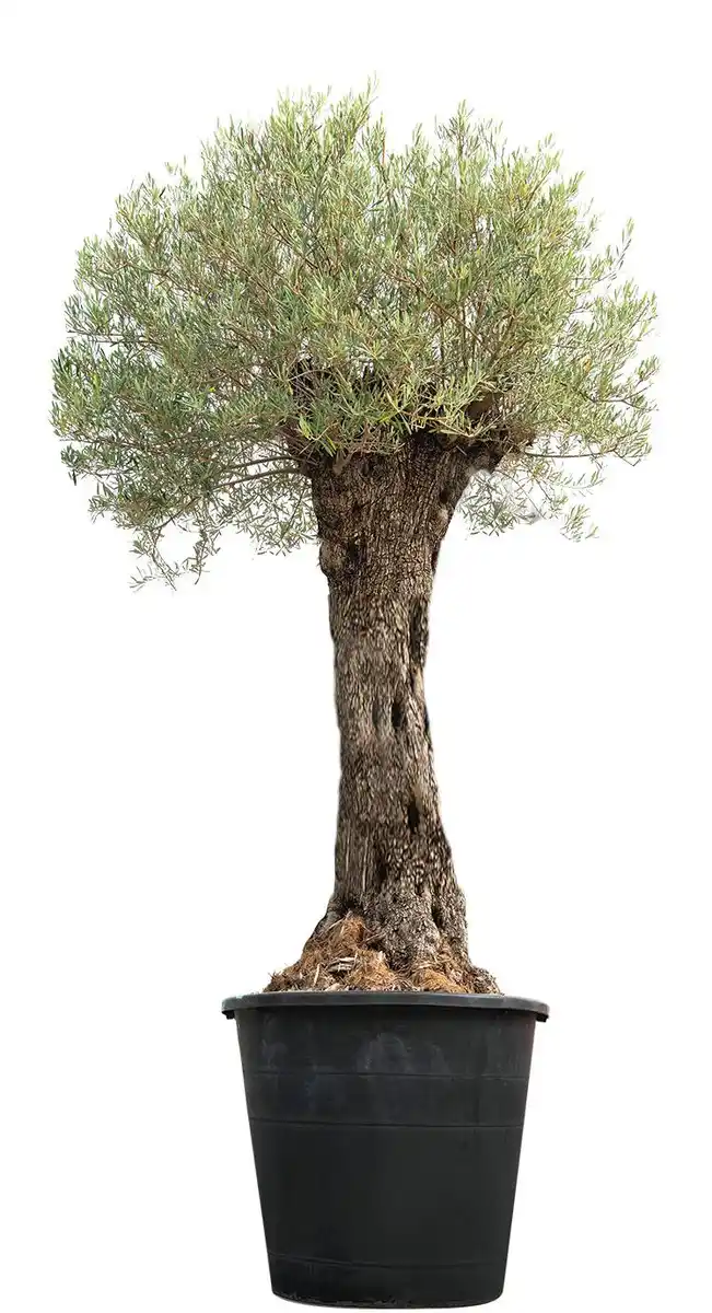 Bild 1 von Alter Olivenbaum „Oldi“ ca. 3 m hoch