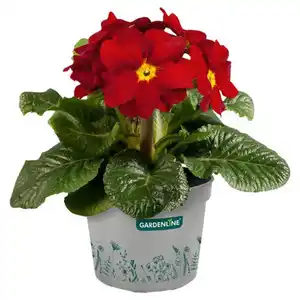 GARDENLINE Stengelprimel