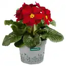 Bild 1 von GARDENLINE Stengelprimel