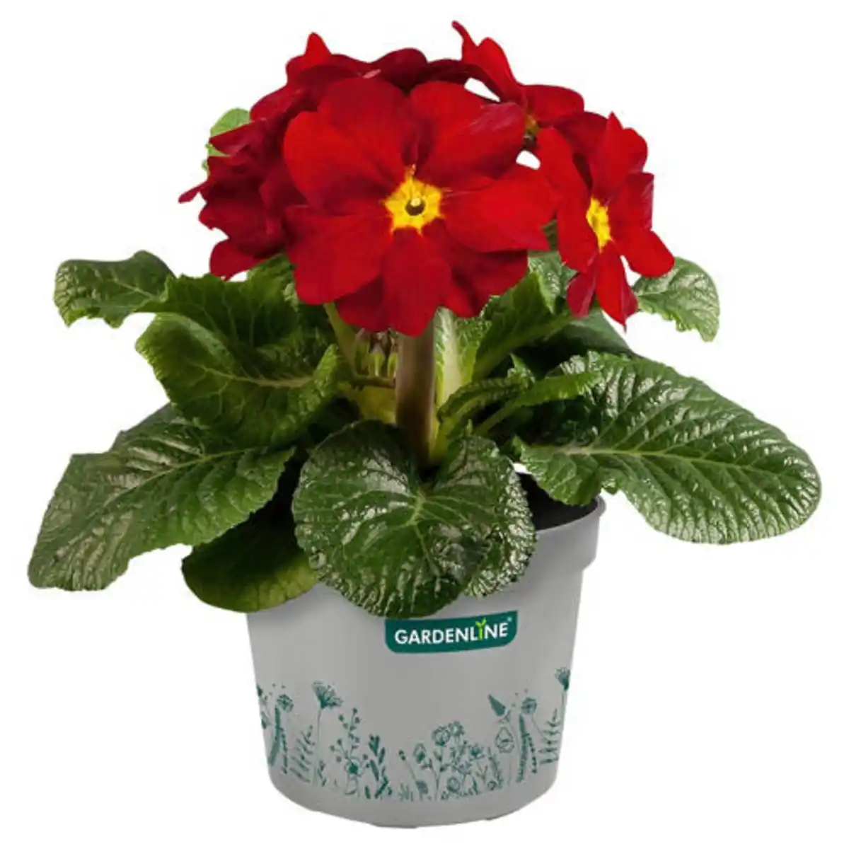 Bild 1 von GARDENLINE Stengelprimel