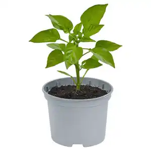 GARDENLINE Paprika Quadrato gelb