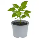 Bild 1 von GARDENLINE Paprika Quadrato gelb
