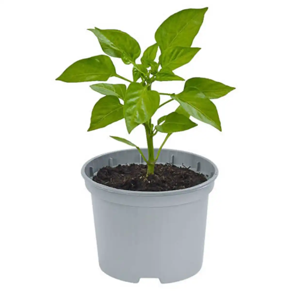 Bild 1 von GARDENLINE Paprika Quadrato gelb