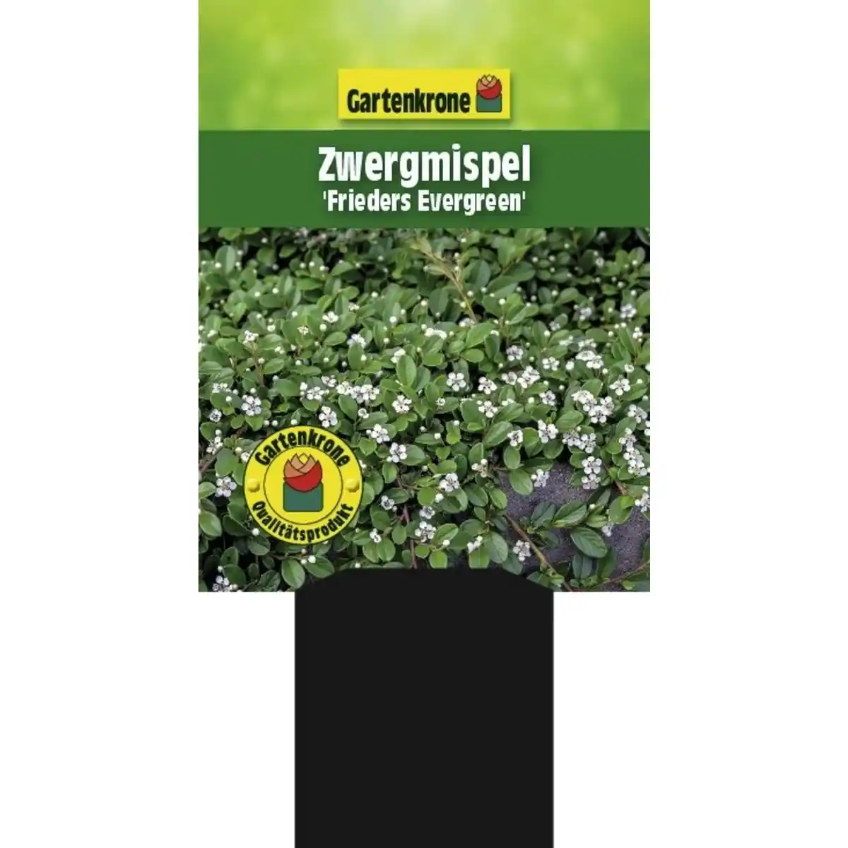 Bild 2 von Gartenkrone Zwergmispel, Cotoneaster Dammeri »Frieders Evergreen«, weiß, winterhart