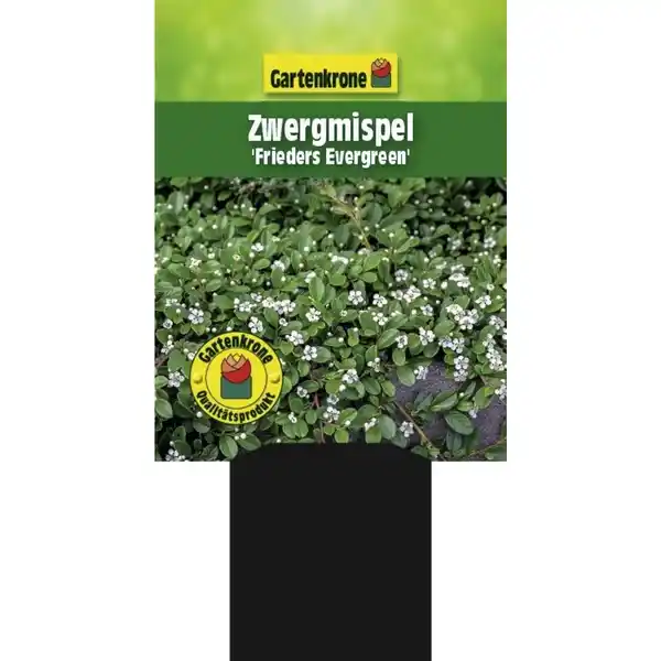 Bild 2 von Gartenkrone Zwergmispel, Cotoneaster Dammeri »Frieders Evergreen«, weiß, winterhart