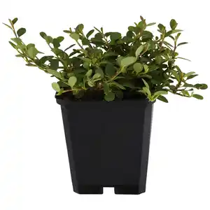 Gartenkrone Zwergmispel, Cotoneaster Dammeri »Frieders Evergreen«, weiß, winterhart