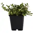 Bild 1 von Gartenkrone Zwergmispel, Cotoneaster Dammeri »Frieders Evergreen«, weiß, winterhart