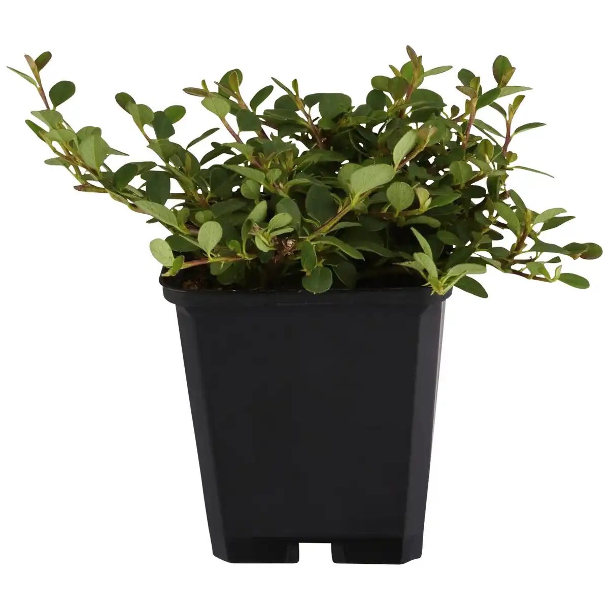 Bild 1 von Gartenkrone Zwergmispel, Cotoneaster Dammeri »Frieders Evergreen«, weiß, winterhart