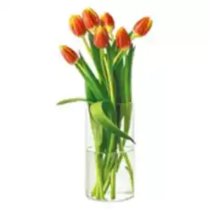 Tulpen