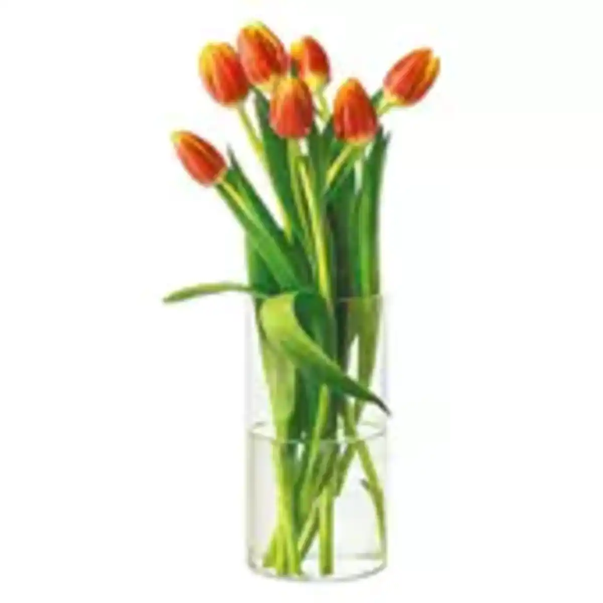 Bild 1 von Tulpen