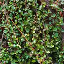 Bild 4 von Gartenkrone Zwergmispel, Cotoneaster Dammeri »Frieders Evergreen«, weiß, winterhart