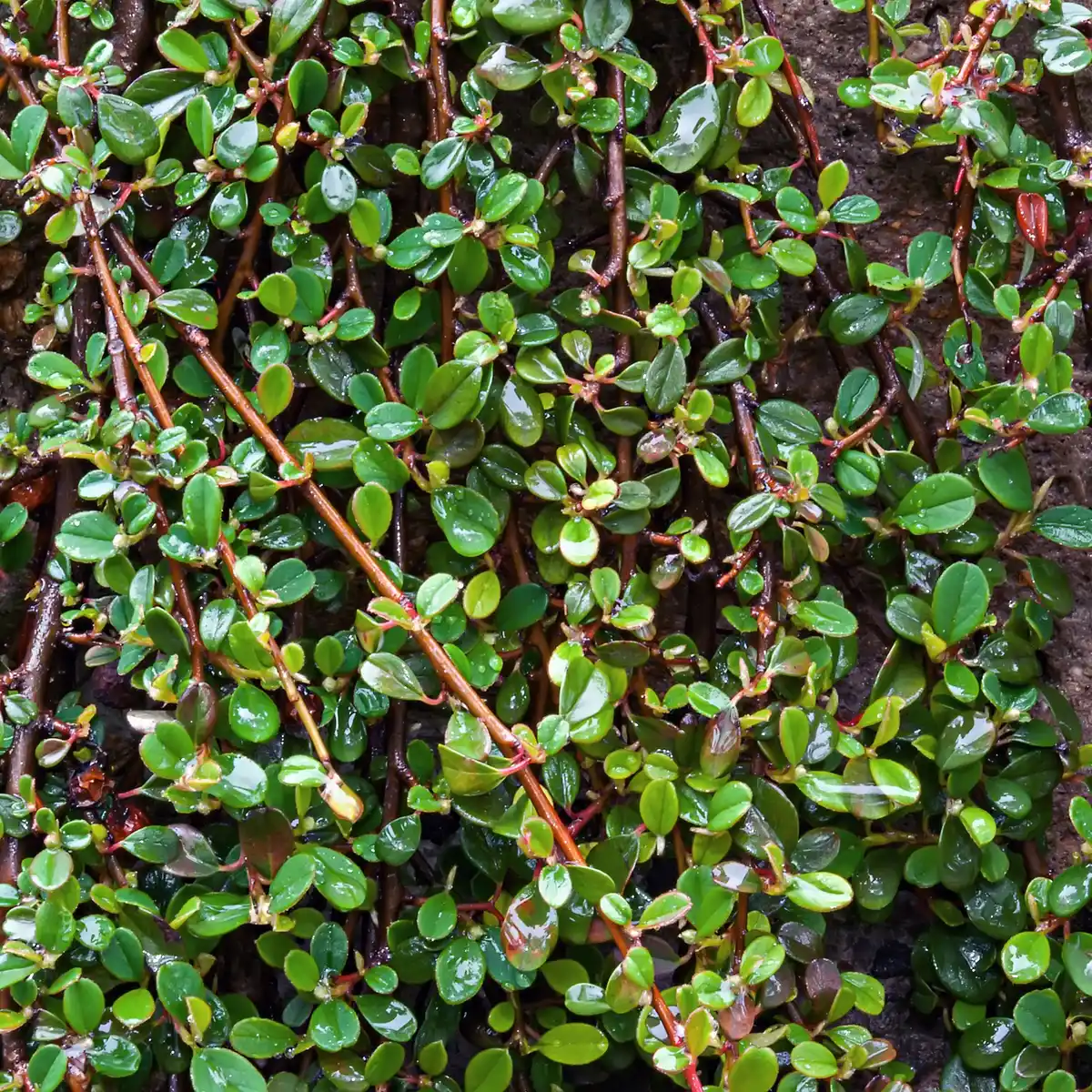 Bild 4 von Gartenkrone Zwergmispel, Cotoneaster Dammeri »Frieders Evergreen«, weiß, winterhart