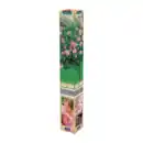 Bild 2 von GARDENLINE Mini-Stammrose / Duftrose