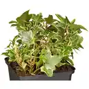 Bild 4 von Gartenkrone Efeu, Hedera helix »Little Diamond«, winterhart